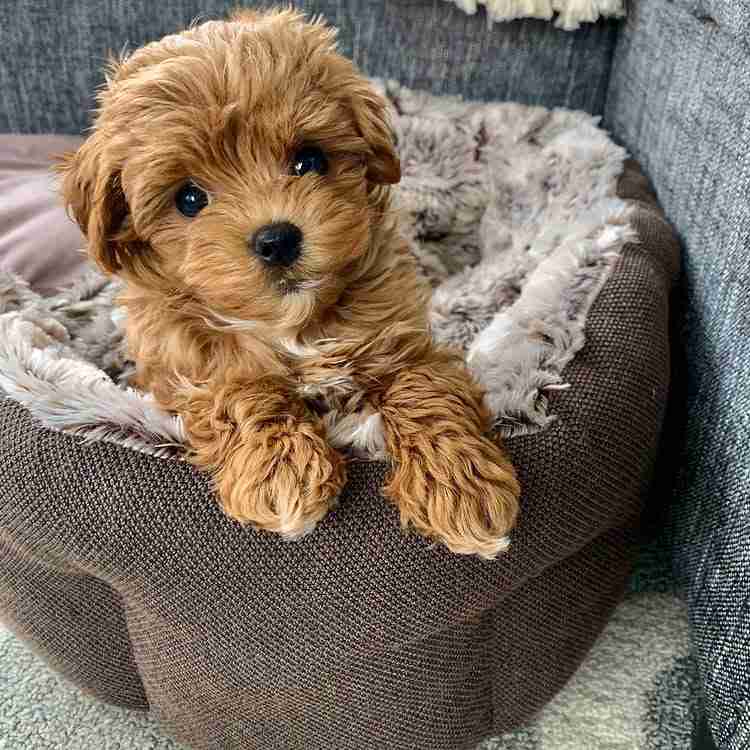 Micro Maltipoo for sale, health verified Embark DNA tested veterinary certificate hypoglycemia cleared 10-year warranty tiny puppies for sale with documentation proof