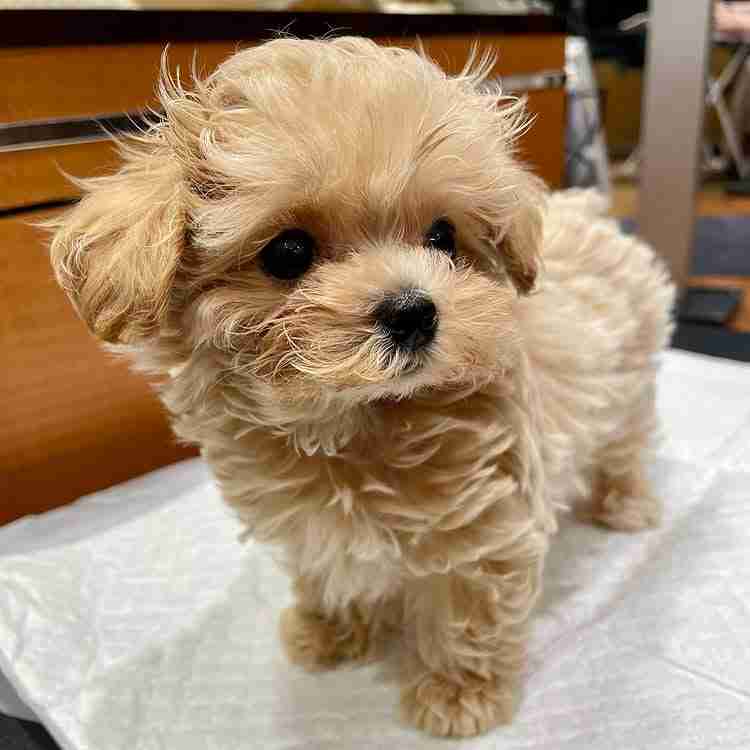 Non-shedding dogs for apartments showing a Teacup Maltipoo from MFS the perfect apartment-friendly puppy breed with hypoallergenic coat under building weight limits and low-maintenance exercise needs for condo and apartment living