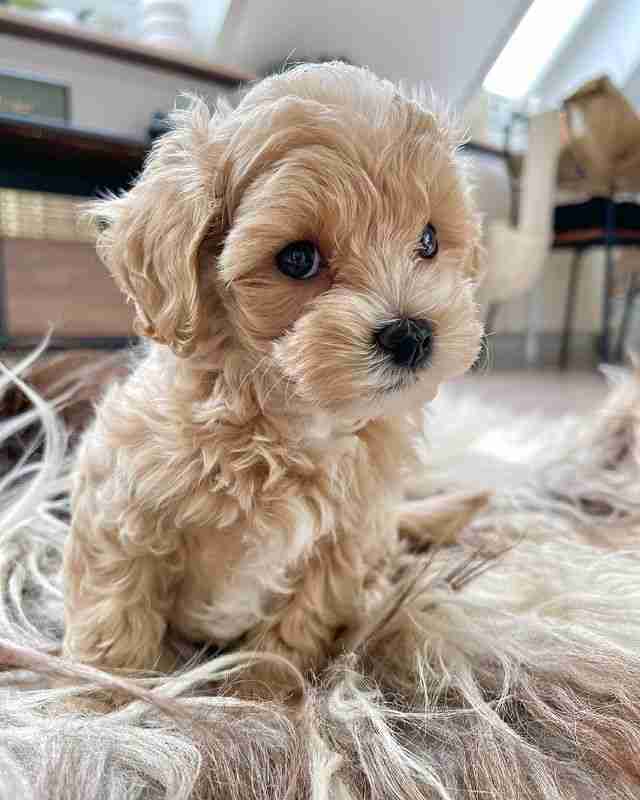 Toy Maltipoo for sale near me Luke light apricot male teddy bear face fluffy coat $1,300 MFS ships nationwide Flight Nanny delivery all 50 states