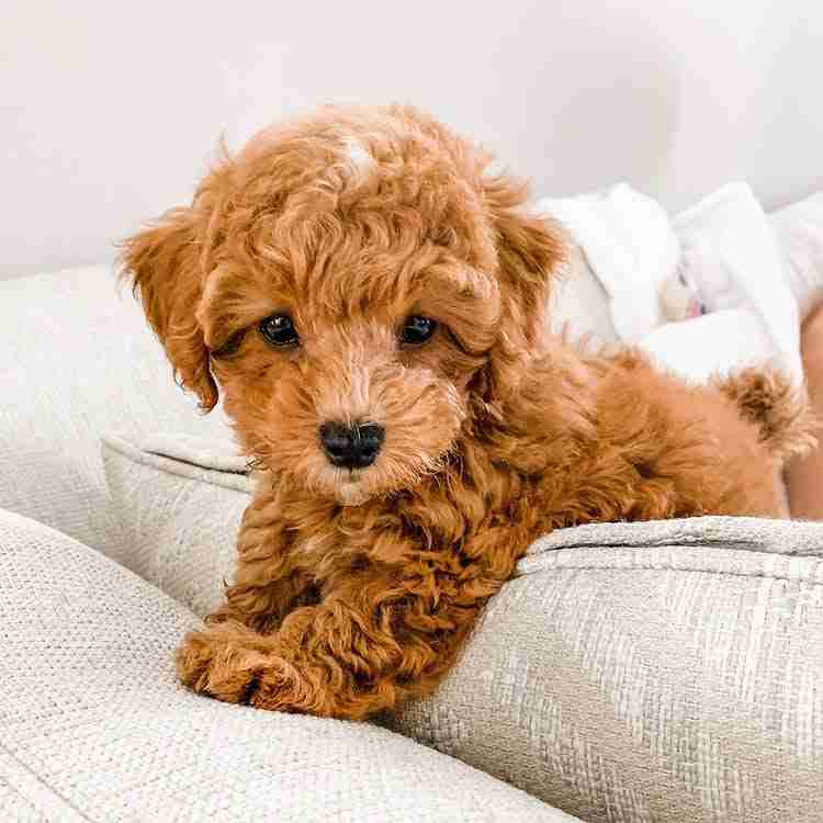 Micro Teacup Maltipoo for sale from MFS showing an extremely tiny Maltipoo puppy under 4 pounds adult weight bred from naturally small healthy parent dogs with Embark DNA health verification not runts or underfed puppies for families seeking tiny teacup Maltipoos