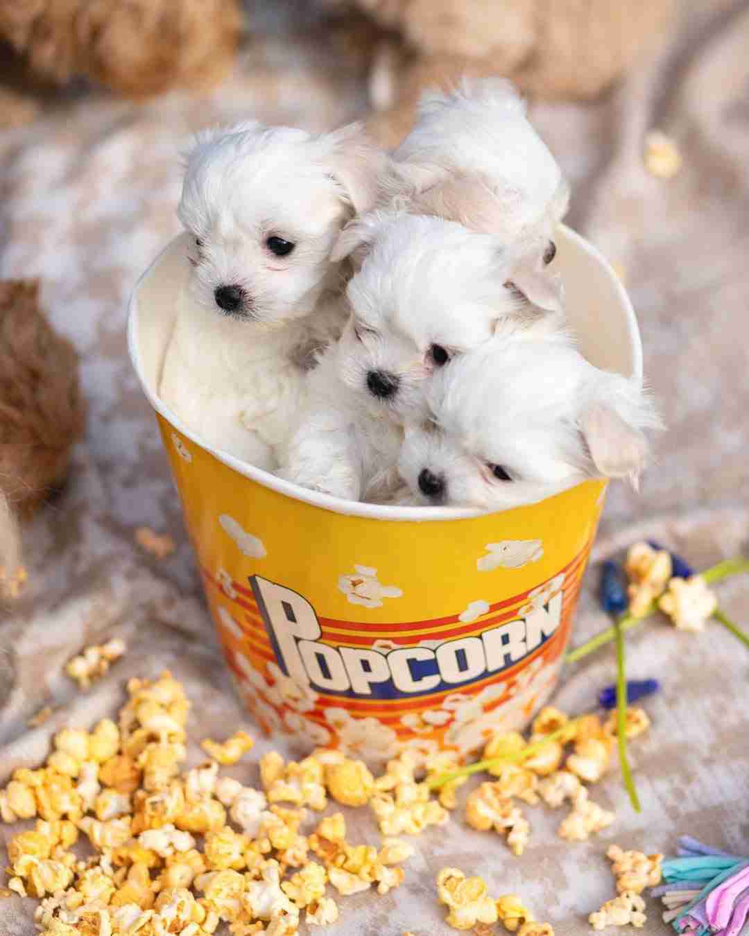 A group photo showing 4 tiny puppies for sale at MFS, lined up on a white plush rug. These small white maltese puppies represent our current available litter, featuring diverse sizes including Micro and Teacup, all exhibiting the hallmark "doll-face" features and pristine white hypoallergenic coats.