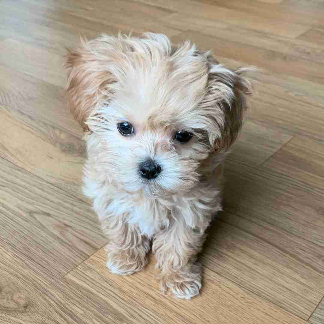 5 lb Teacup Maltipoo smallest size available from MFS breeder showing a tiny 3-5 pound adult weight Maltipoo puppy perfect for apartments seniors and travel weighing under airline carry-on limits with Embark DNA testing and 10-year health guarantee
