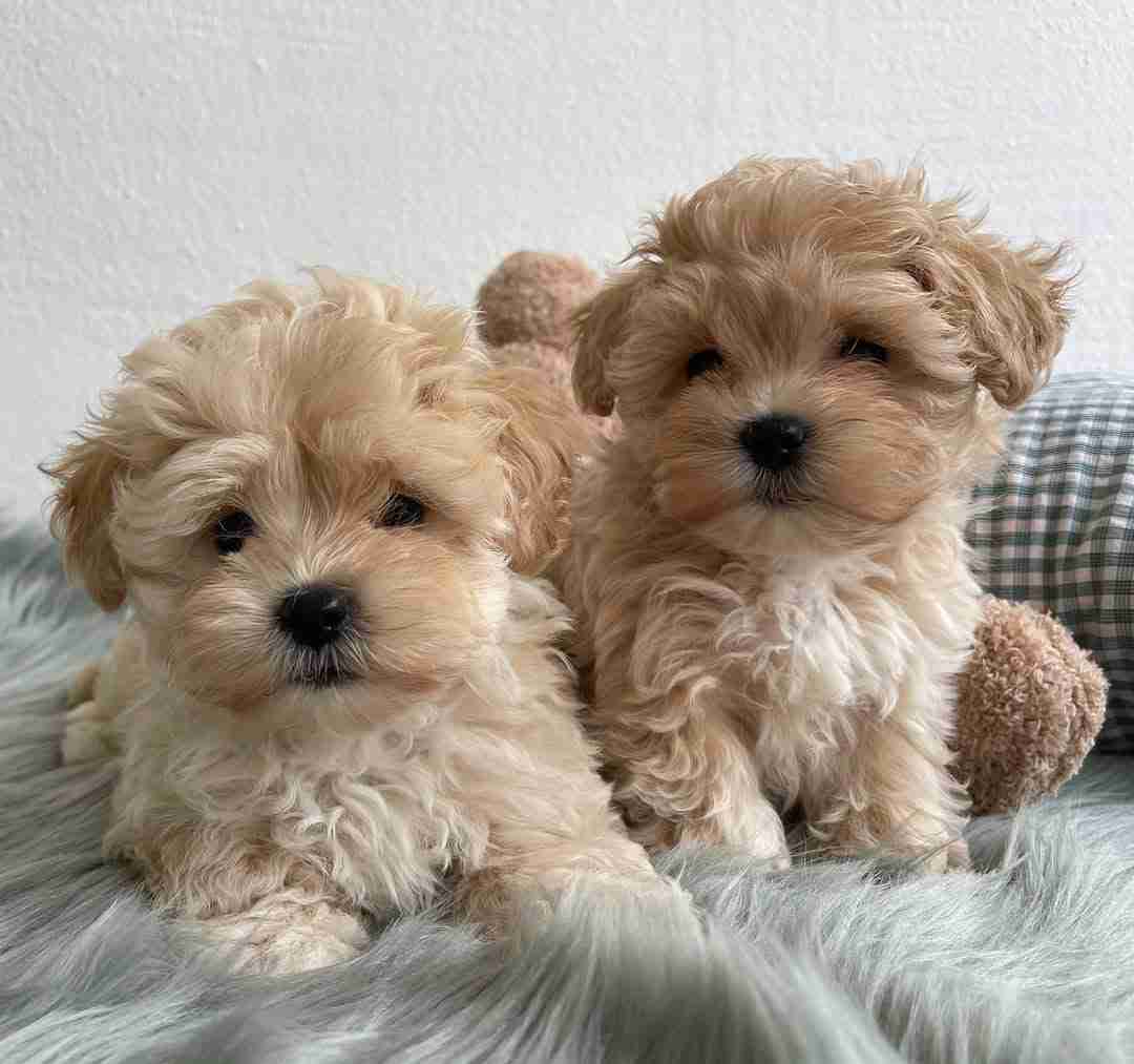 Maltipoo puppies for sale near me at MFS breeding facility in Omaha Nebraska showing six healthy Embark DNA-tested Maltipoo puppies with teddy bear faces available for nationwide Flight Nanny delivery to families searching for reputable Maltipoo breeders with 10-year health guarantees