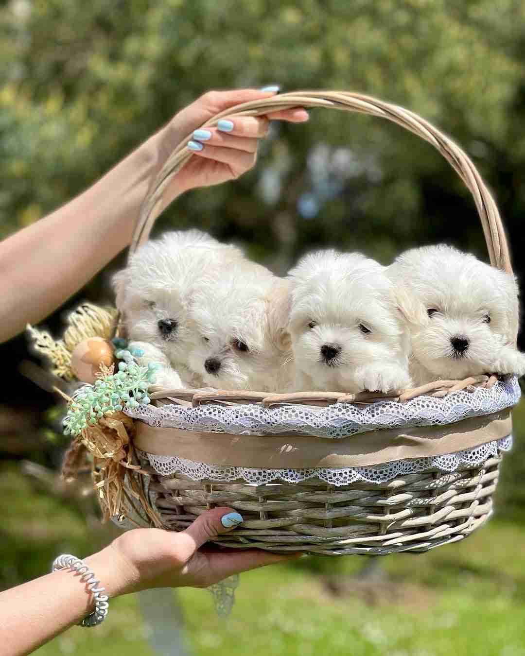 Four adorable AKC registered white Maltese puppies with silky fluffy coats and dark button eyes sitting together in a professional socialization playpen at MaltipoosForSale.com breeding facility in Omaha Nebraska, showcasing the purebred Maltese temperament and champion bloodline quality that comes with our industry-leading 10-year health guarantee and Embark DNA testing for over 250 genetic conditions, perfect hypoallergenic non-shedding companion dogs for seniors and families seeking the best small dogs with a gentle loving personality