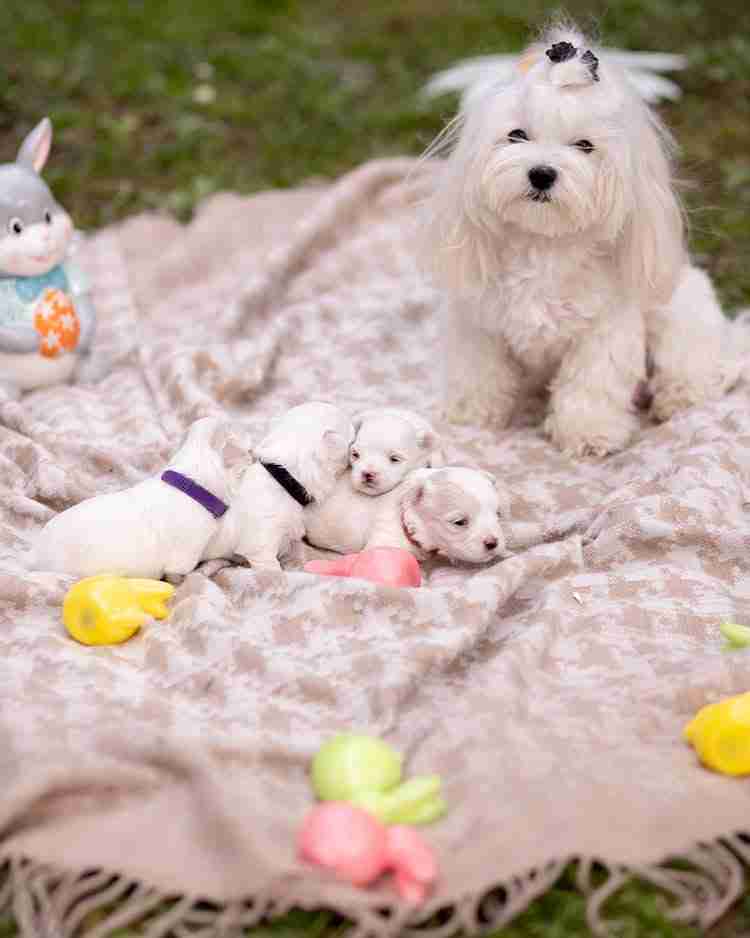 A stunning AKC purebred white Maltese mom sitting protectively on a neutral blanket with her newborn puppies, showcasing the high-quality genetic foundation of our elite Maltipoo breeding program.