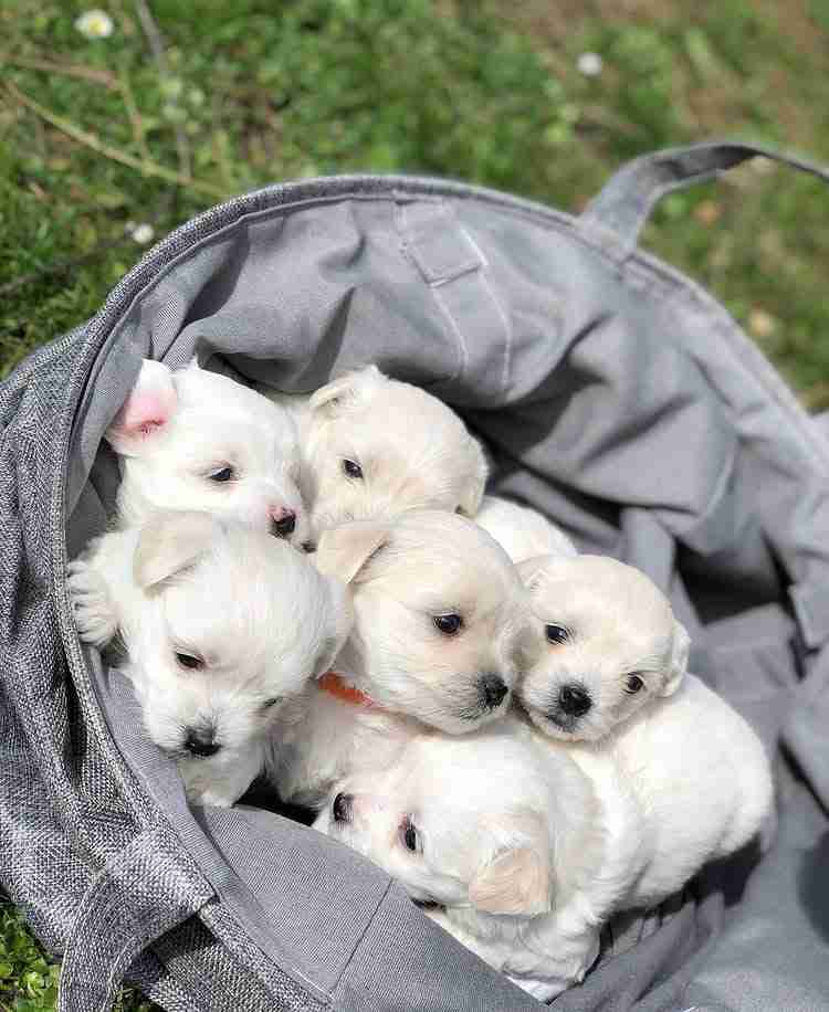 A high-definition professional portrait of AKC-Registered Maltese Puppies For Sale, showing their pristine, snow-white silken hair and prominent black pigment on their noses and "halo" eyes. These puppies are posed on a luxury MFS orange blanket, highlighting their small, compact frames and the elite "doll-face" aesthetic that defines our purebred Maltese breeding standards.