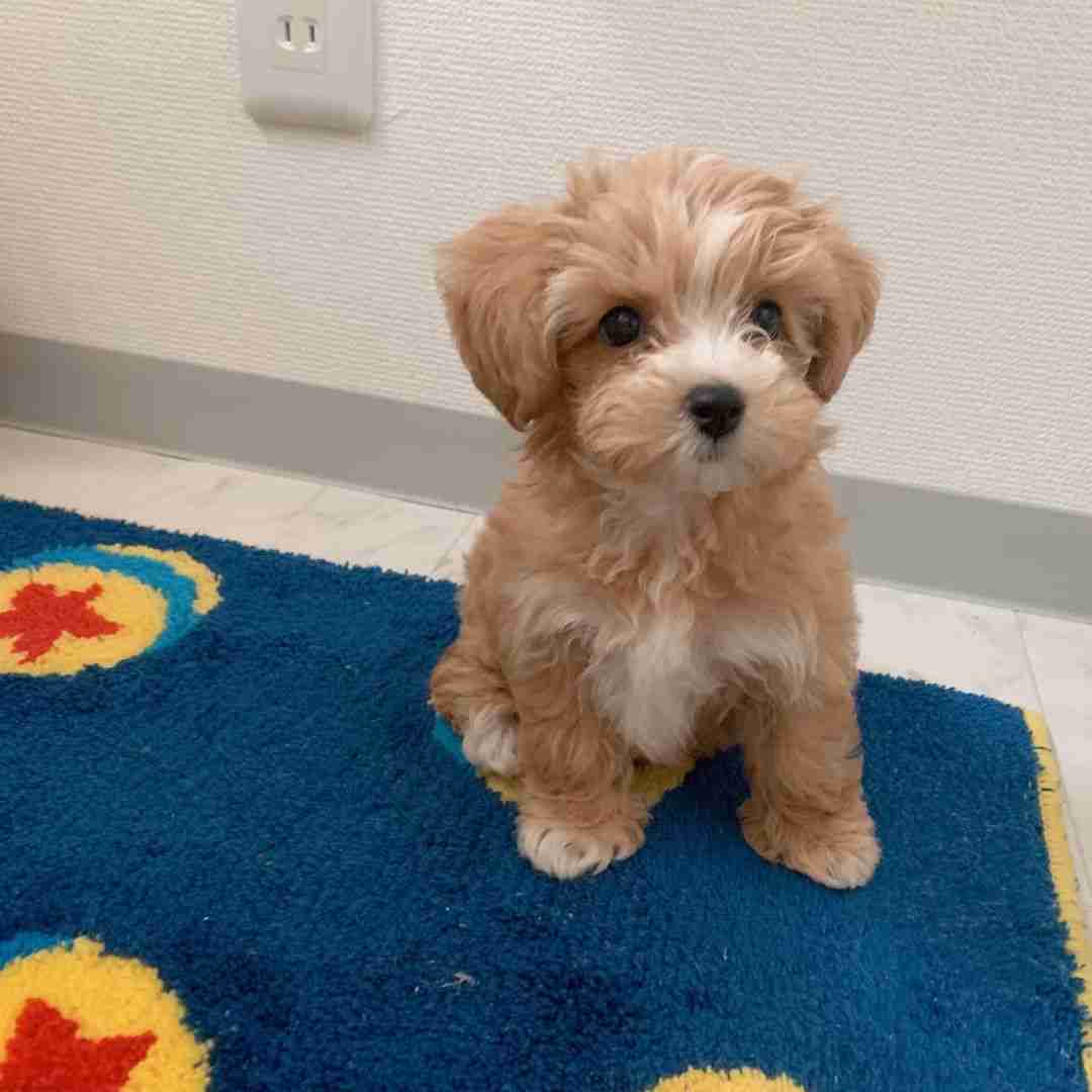 Apricot Maltipoo puppy for sale Alph Toy Maltipoo male light apricot cream coat teddy bear face sitting on blue rug $1,300 MFS breeder Embark DNA tested health guaranteed ready now