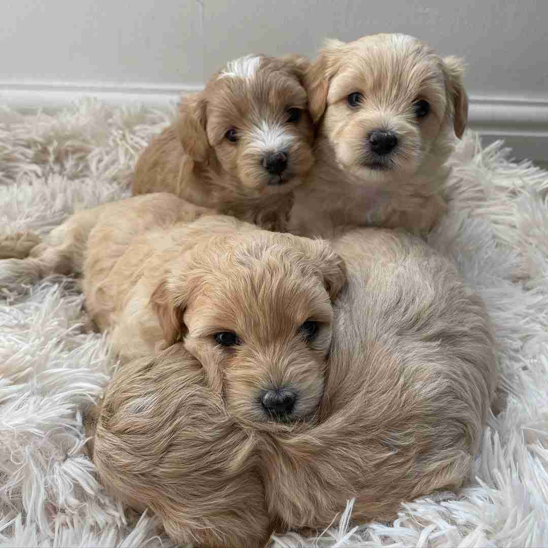 Are micro Maltipoos real and healthy - how to spot scams and find legitimate breeders - verify DNA testing and health documentation - buy safe from MFS