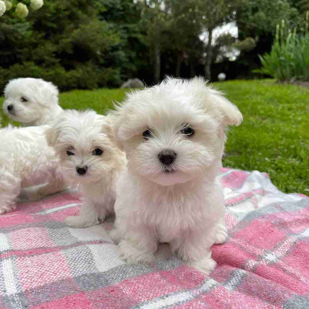 A group of four healthy white Miniature Maltese puppies sitting together on a soft plush rug, showcasing the robust Big Maltese breed standard with pure white coats, jet-black pigment, and sturdy bone density.