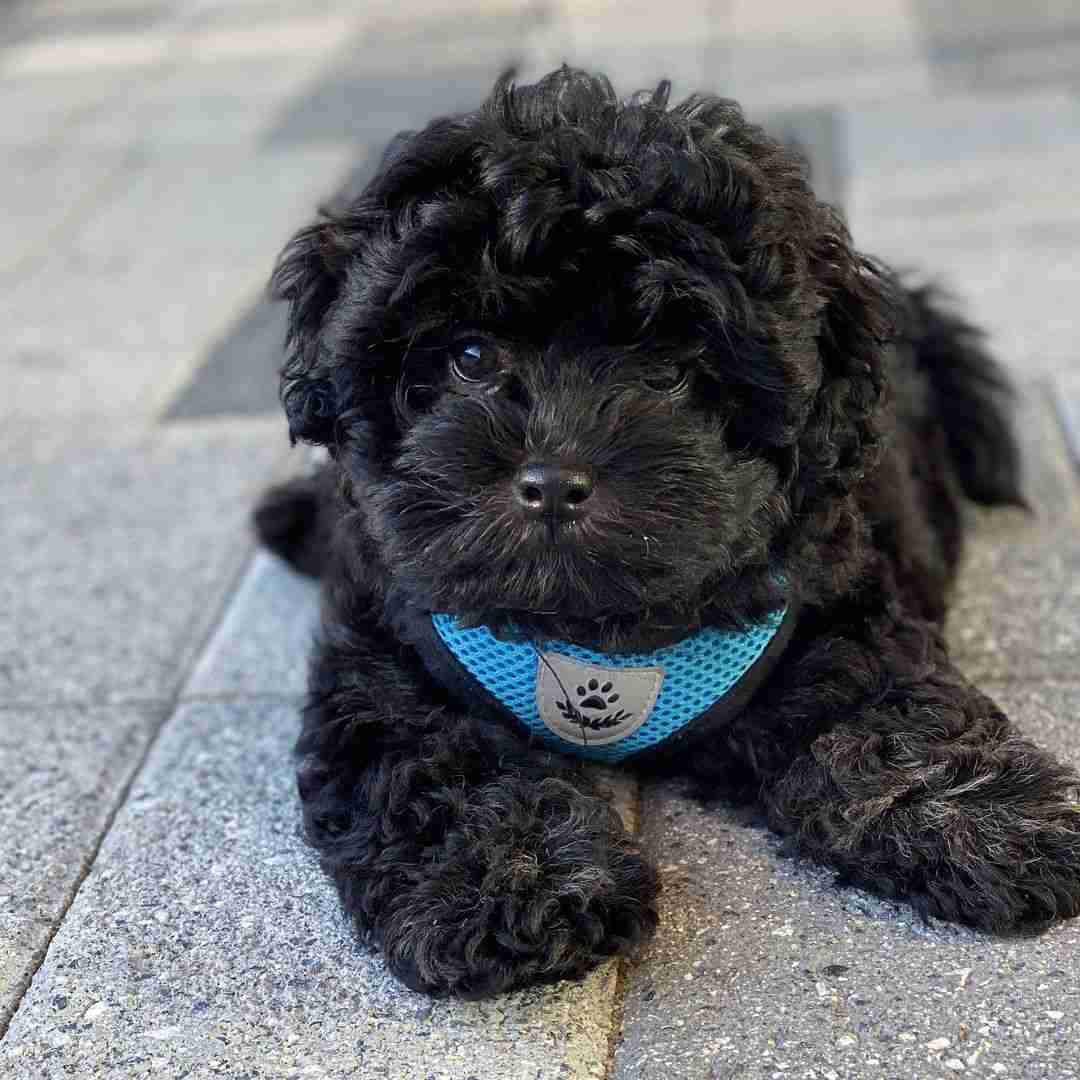 Black maltipoo vs apricot cream white Ants color comparison benefits all black maltipoo unique appearance tear staining visibility rare