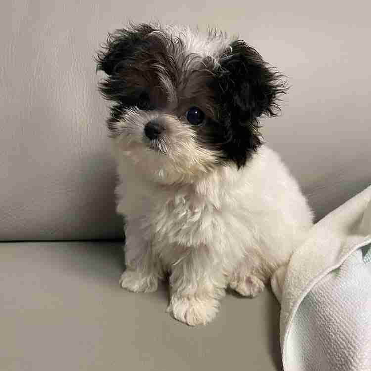 black and white Maltipoo puppy for sale - female parti color Maltipoo