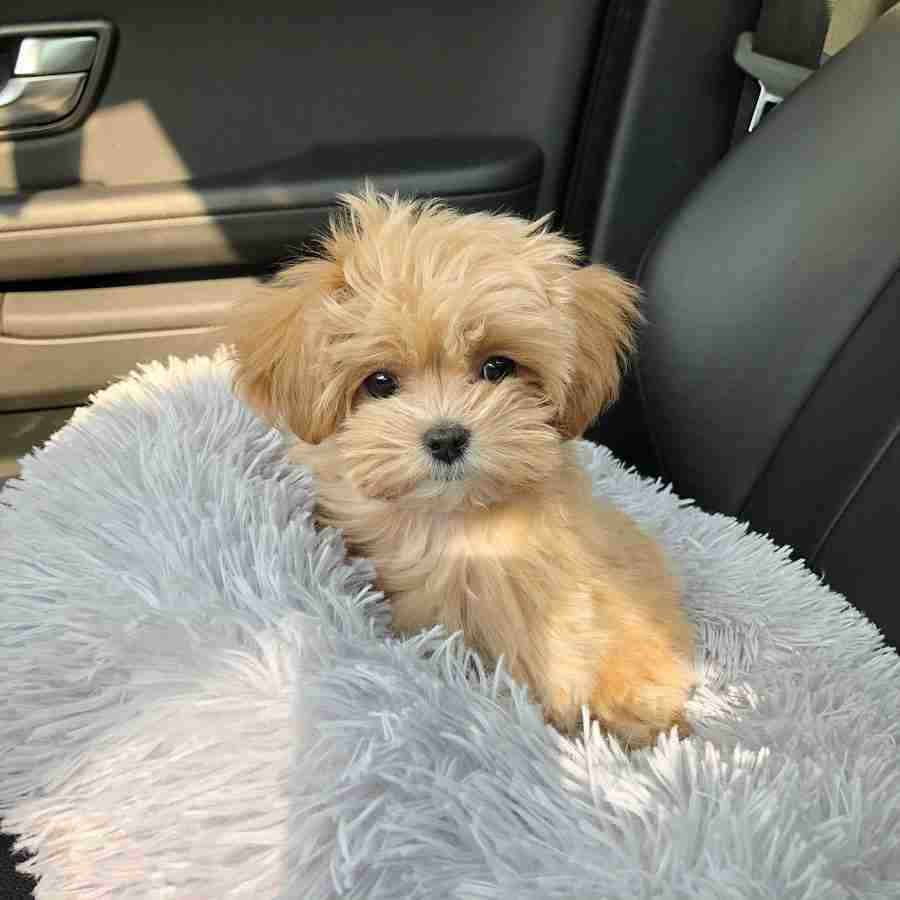 Blonde maltipoo puppies for sale Ruby miniature maltipoo for sale female 11-20 lbs best hypoallergenic small dogs for families medium size maltipoo MFS best blonde maltipoo puppies $1,200 NYC Long Island Seattle Grand Rapids delivery