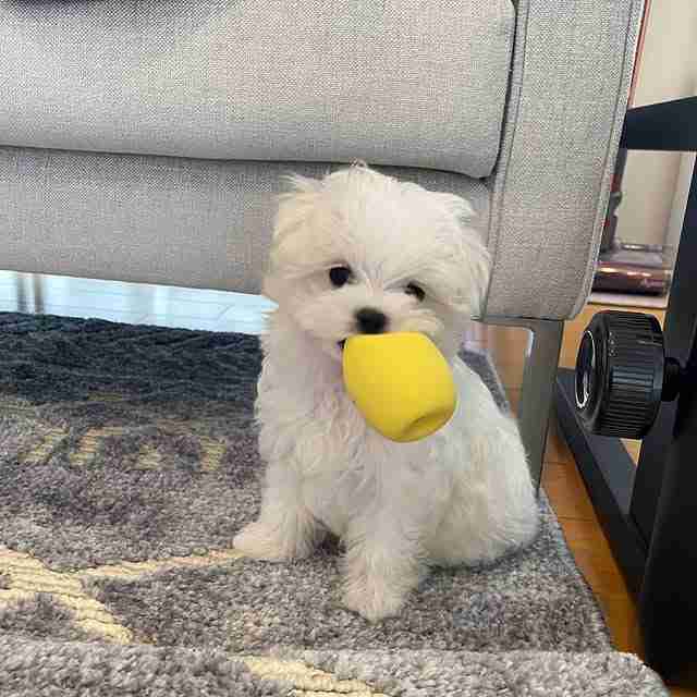 Boss, a handsome white male Maltese puppy, standing confidently on a plush surface looking at the camera with large dark eyes and a coal-black nose, representing a sturdy purebred Maltese.