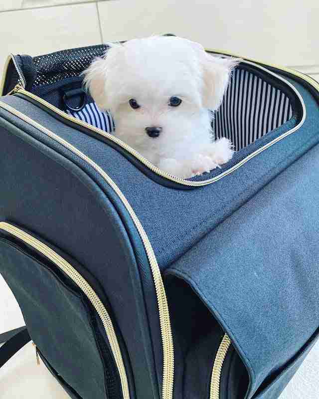 A photo of a hand gently holding a tiny Maltese puppy, titled Buy Teacup Maltese Puppy. This image showcases the extreme smallness and fragility of the teacup size, with the puppy's pure white fur and dark pigment on full display.