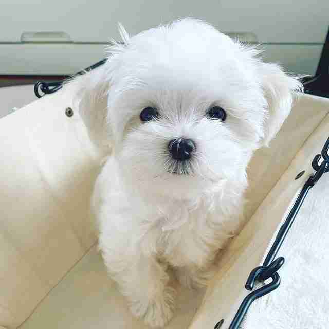 A gentle female Maltese puppy named Abie sitting peacefully, showing her sweet expression, perfectly groomed white fur, and a patient, calm disposition.