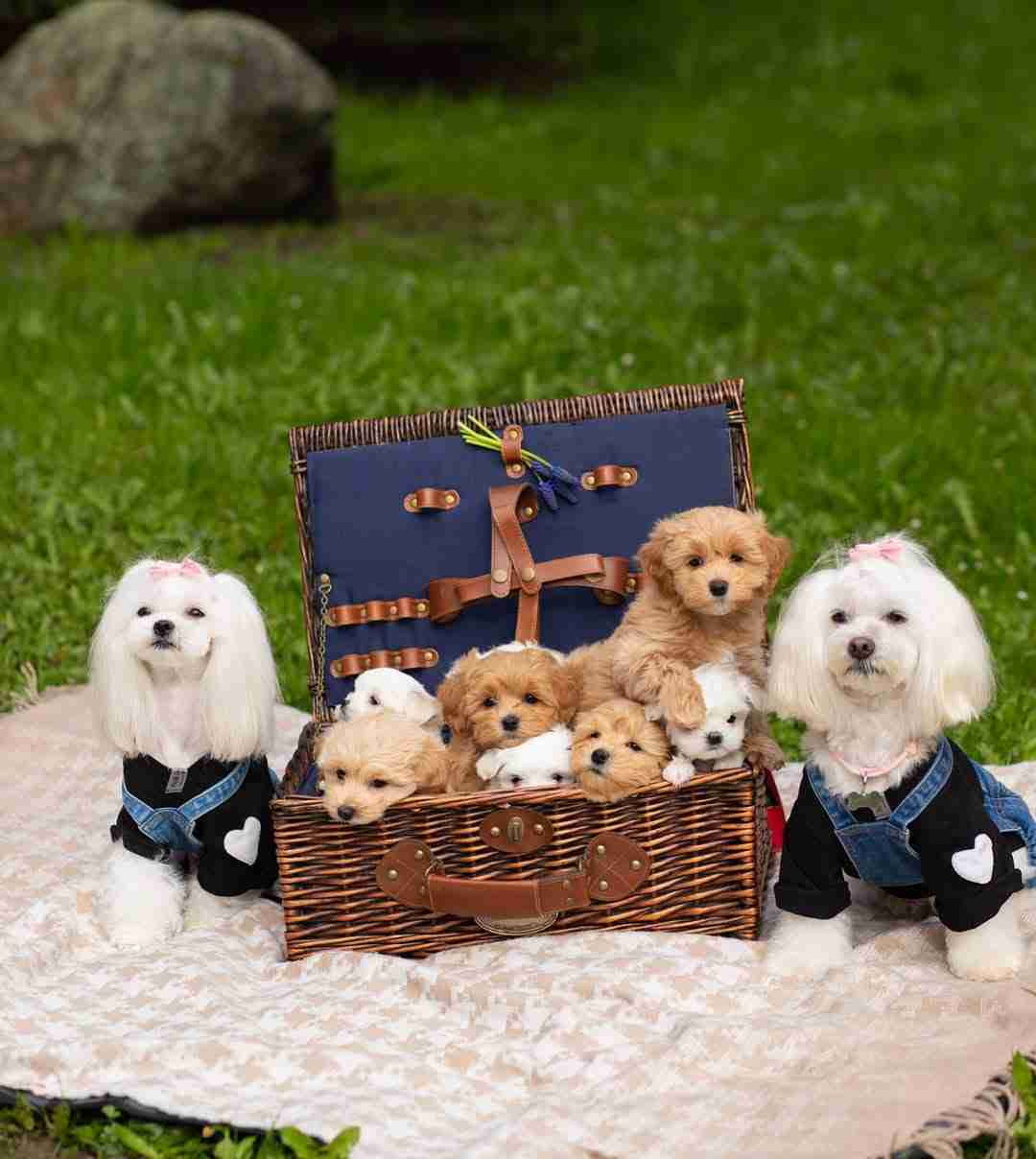 A wicker basket on a blanket filled with white and apricot puppies. Two adult Maltese in denim overalls sit beside them, showcasing our diverse maltese and maltipoo puppies for sale. Caption: Find your perfect size and color among our latest maltese and maltipoo puppies for sale.
