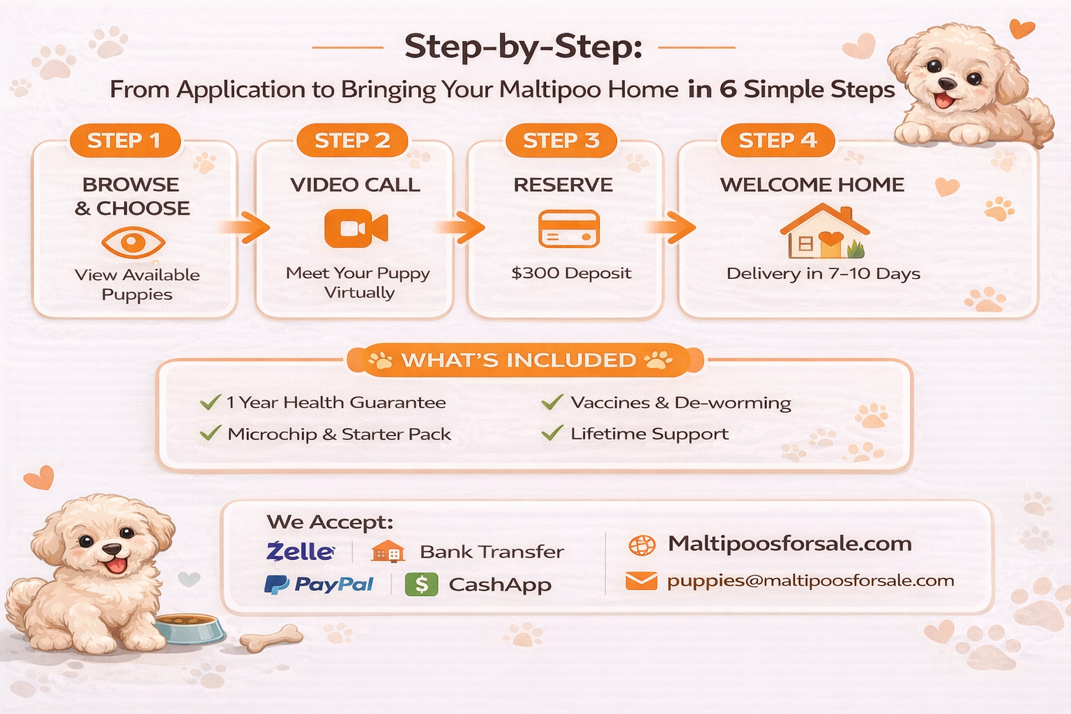 Step-by-step infographic titled "How Do I Buy a Maltipoo Puppy from MFS?" showing a 4-step process: Browse & Choose, Video Call, Reserve, and Welcome Home with MFS contact and payment details.