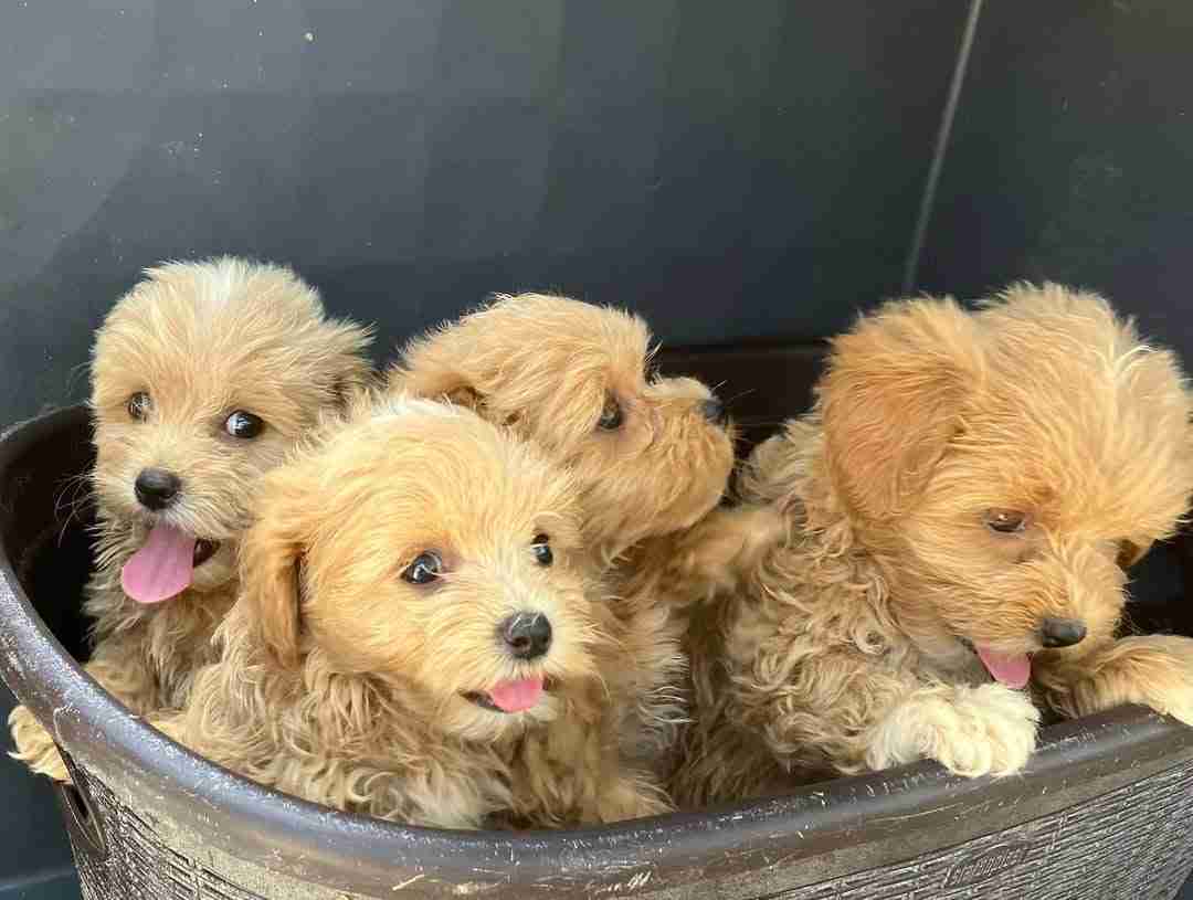 A 5-10 lb toy maltipoo puppies for sale in a travel carrier for Maryland, Colorado, Florida, Texas and New York, airline travel.