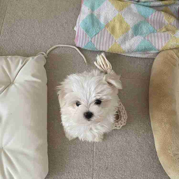 A playful male Miniature Maltese puppy named Geri peeking out from behind a small wicker basket, showcasing his curious, brave personality and deep black pigment.