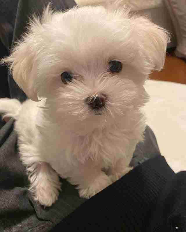A photo of a charming Male Teacup Maltese For Sale named Jets, showing his playful "grin" and bright black eyes. The puppy is wearing a tiny blue bowtie, emphasizing his masculine yet adorable "male" status and his tiny teacup proportions.
