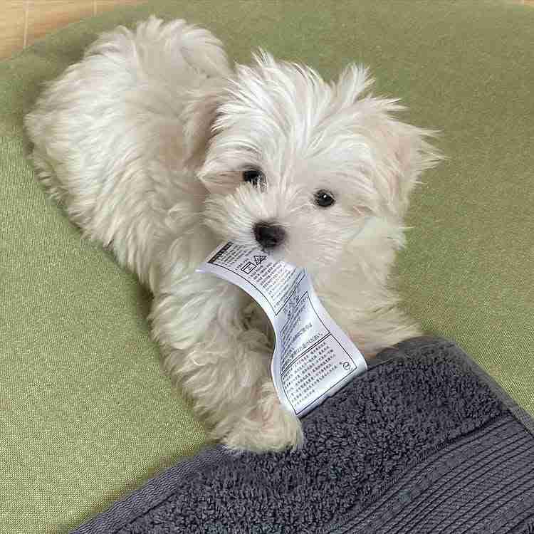 Saly, a cuddly female Maltese puppy, curled up in a soft blanket, looking up with a grateful, happy expression and pristine white coat.