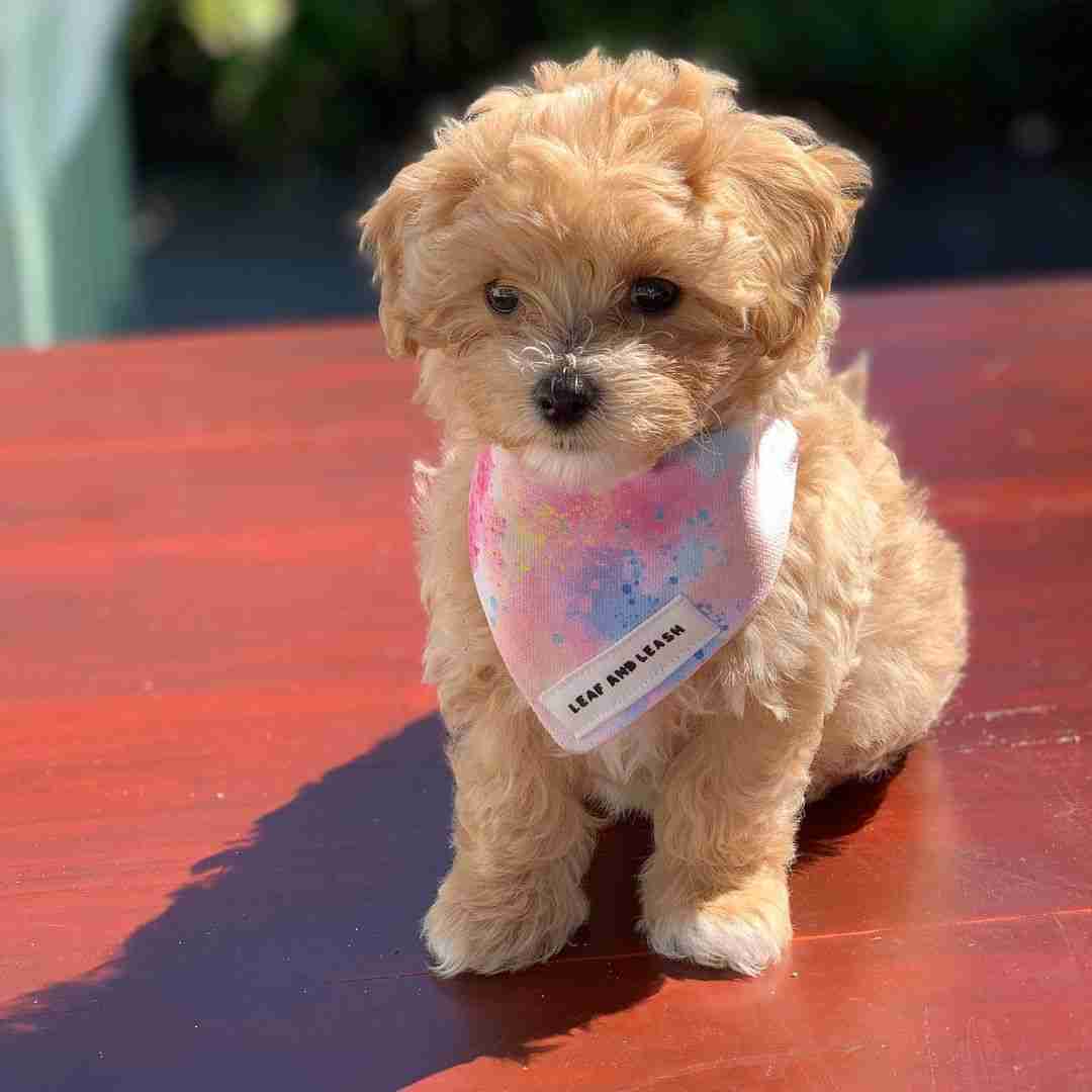 Maltese mini poodle mix for sale Cambridge MA Apopka FL Irvine Santa Ana Anaheim Long Beach CA Daisy apricot mini maltipoo Flight Nanny delivery $1,200