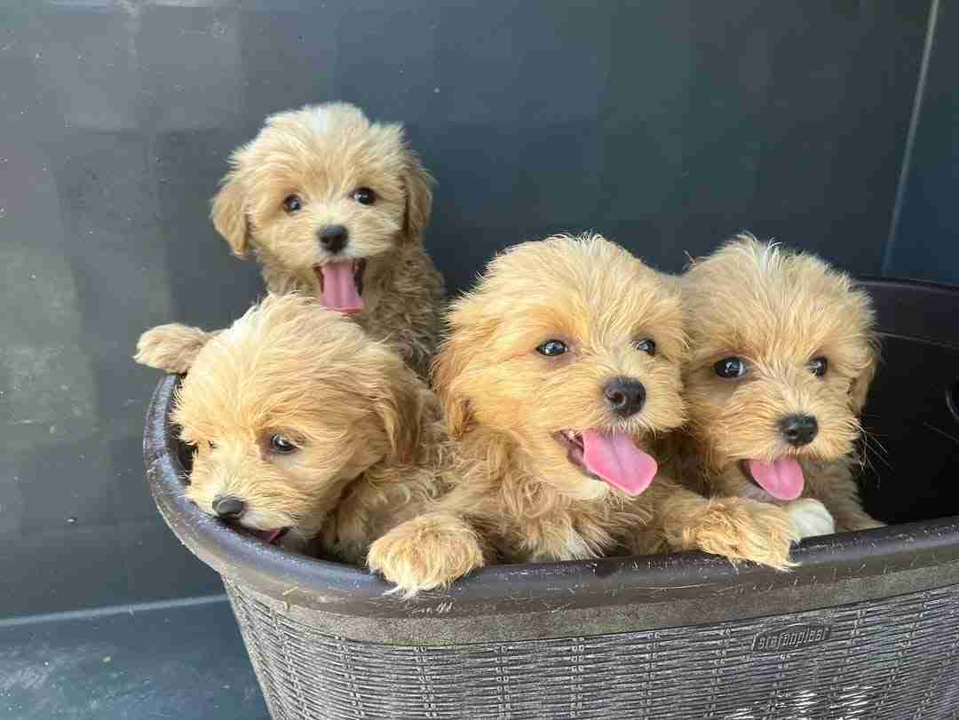 Four joyful apricot Maltipoo puppies for sale with teddy bear faces and pink tongues out sitting together in a decorative basket showing their playful happy temperaments and well-socialized personalities developed through MFS Puppy Culture raising program and Early Neurological Stimulation protocols, these Maltipoo puppies available now are ready for immediate adoption with completed vaccinations veterinary health certificate Embark DNA testing and 10-year health guarantee, perfect hypoallergenic companion dogs for families with children seniors seeking affectionate teacup or toy lap dogs and first-time owners wanting easy to train intelligent small breed puppies for sale.