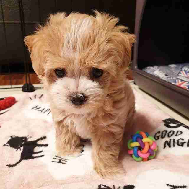Maltipoo teacup for sale from MFS ethical dog breeder featuring an apricot-colored Teacup Maltipoo puppy with Embark DNA health verification and 10-year genetic guarantee ready for adoption by families seeking hypoallergenic non-shedding companion dogs for sale