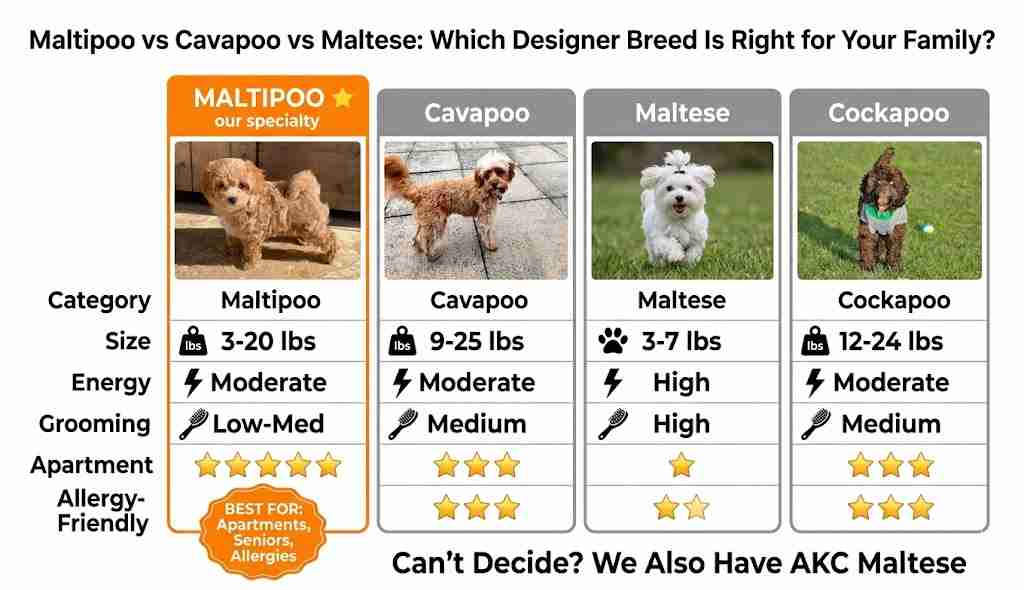 Breed comparison infographic for Maltipoo vs Cavapoo vs Maltese vs Cockapoo, detailing size, energy, and apartment suitability with the Maltipoo highlighted as the premier MFS specialty breed.