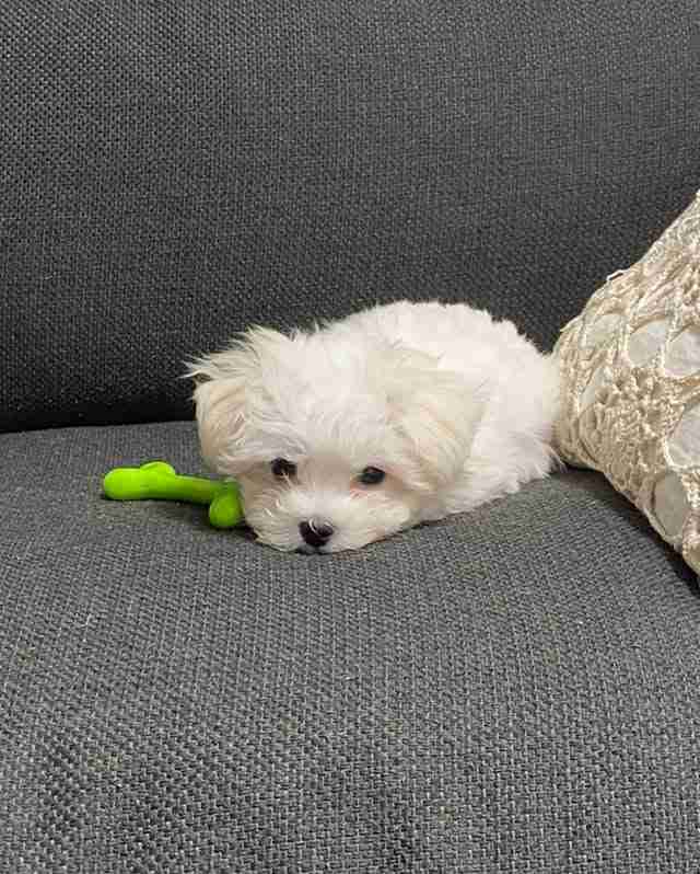 An extreme close-up of a Micro Teacup Maltese for sale, sitting inside a ceramic tea mug to demonstrate its tiny, hand-sized proportions. This purebred puppy features jet-black eyes and a snow-white coat, highlighting the rare genetics that keep this dog under 4 pounds as an adult.