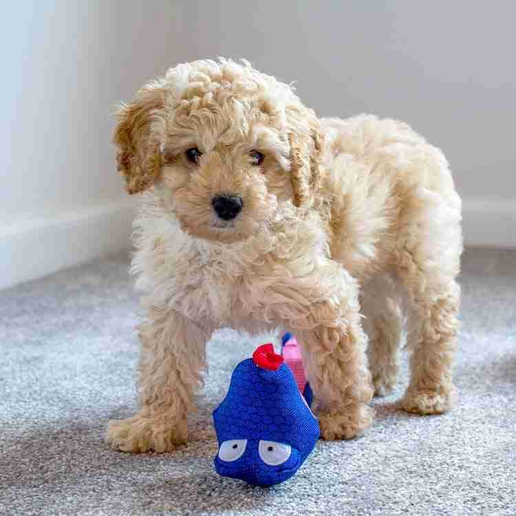 Mini hypoallergenic dog for sale Bond small allergy free dogs for sale cream maltipoo verified genetics low-shedding cream color maltipoo $1,200