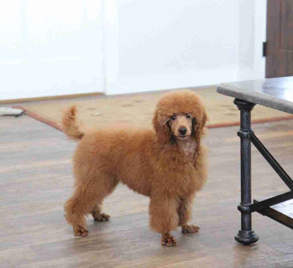 A handsome Mini Maltipoo Sire with a vibrant, curly red coat standing confidently in a home setting, representing the intelligent and athletic Poodle genetics found in our premium hybrid litters.