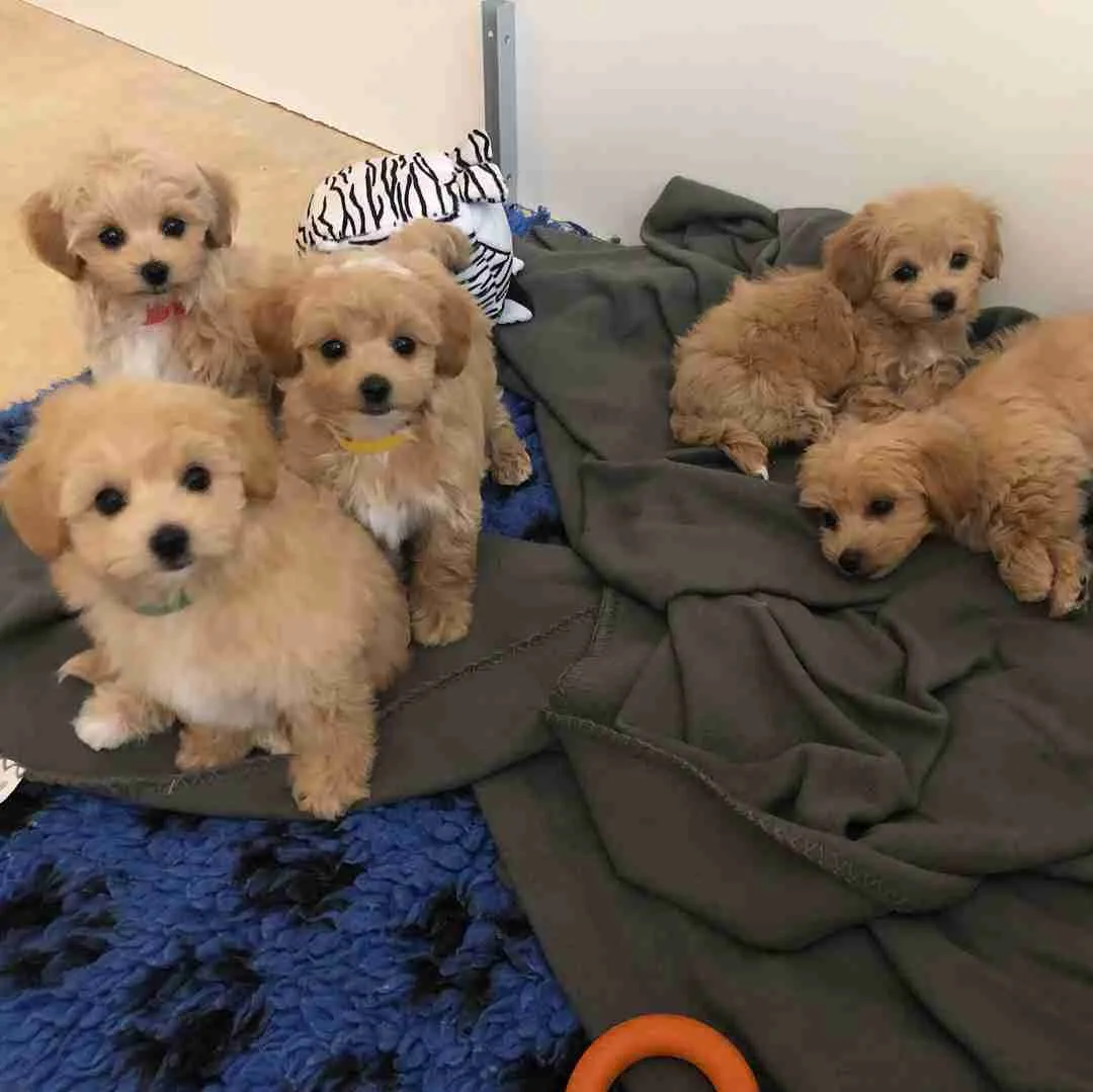 Miniature maltipoo puppies for sale, mini maltipoos for sale 3 males 3 females 11 week old maltipoo, small non shedding dogs for sale, mini dogs for sale 10-20 lbs 12-15 inches 20 lb full grown mini maltipoo puppies, miniature maltipoo price $1,200 affordable small to medium hypoallergenic dogs, miniature maltese poodle puppies for sale MFS Omaha Nebraska
