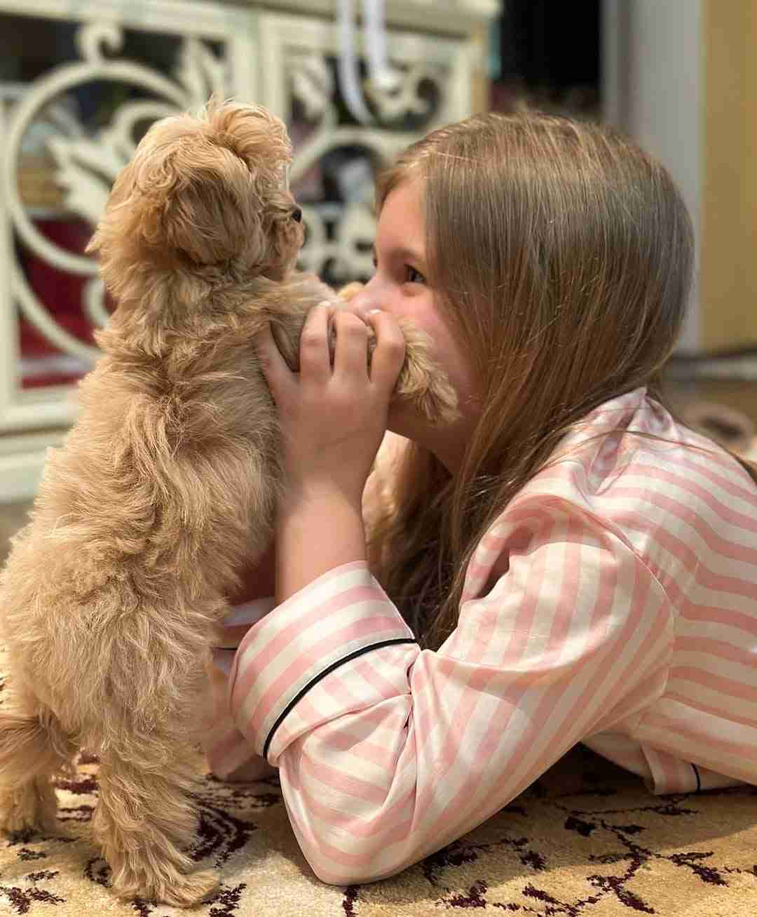 A playful maltipoo puppy for sale stands on its hind legs, paws on the hands of a young girl with long brown hair, who is lying on a patterned rug. She is wearing pink and white striped pajamas, and the puppy has fluffy, light brown fur. The background shows a white ornate cabinet.