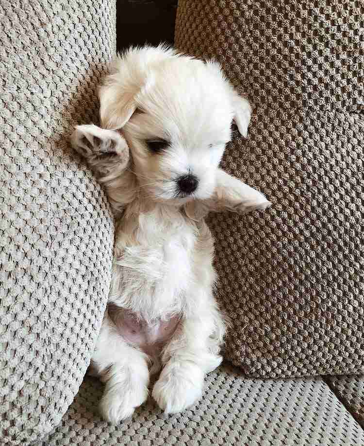 A tiny Pocket Maltese puppy for sale sitting inside a lady's overcoat pocket, peeking out with its tongue slightly visible. This image perfectly illustrates the "Pocket" size of these puppies, highlighting their portability and miniature stature.