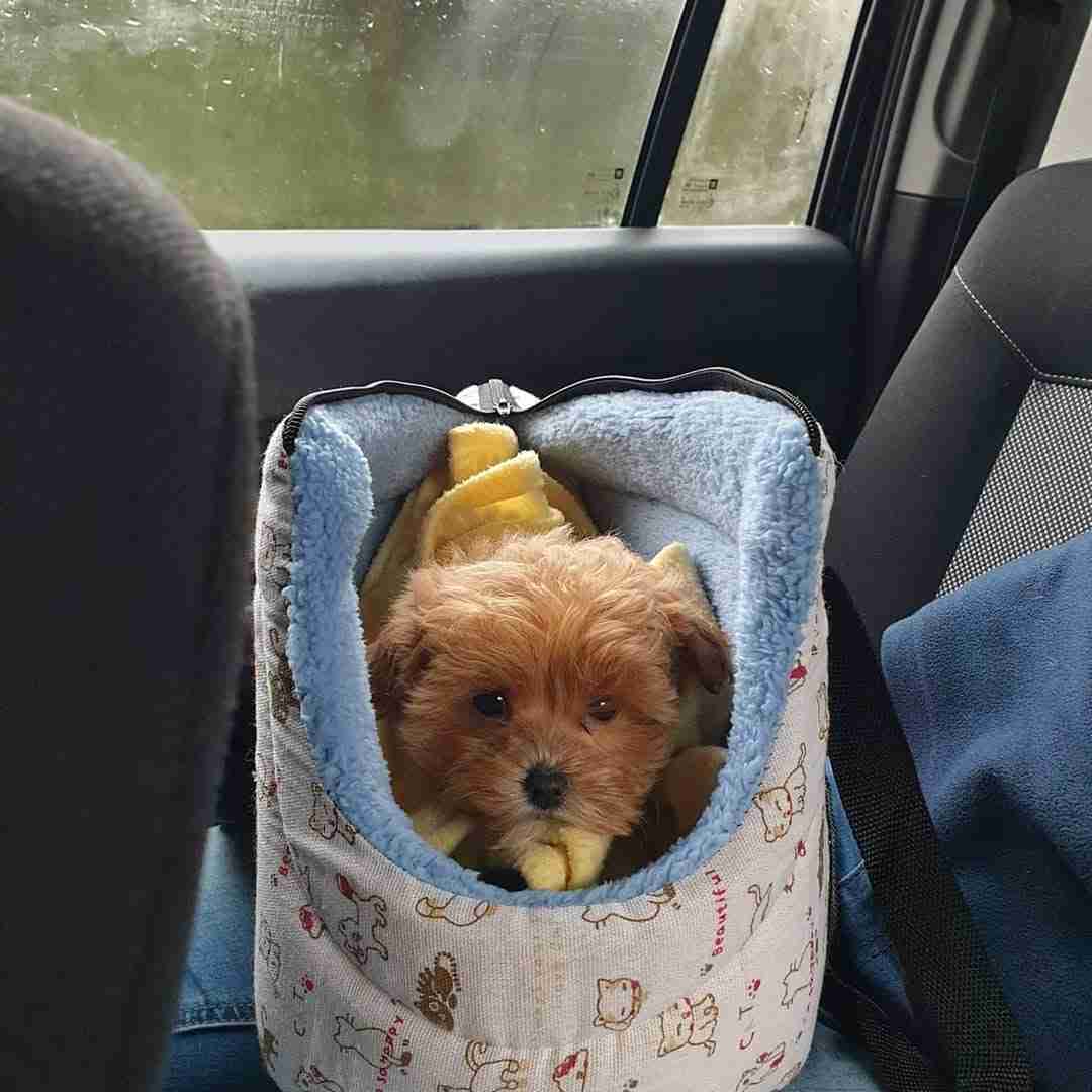 Young Maltipoo puppy resting inside a soft, fleece-lined travel carrier positioned securely on a passenger seat, illustrating how responsible puppy breeders that ship prioritize warmth, comfort, supervision, and safe transport during regional or long-distance delivery.