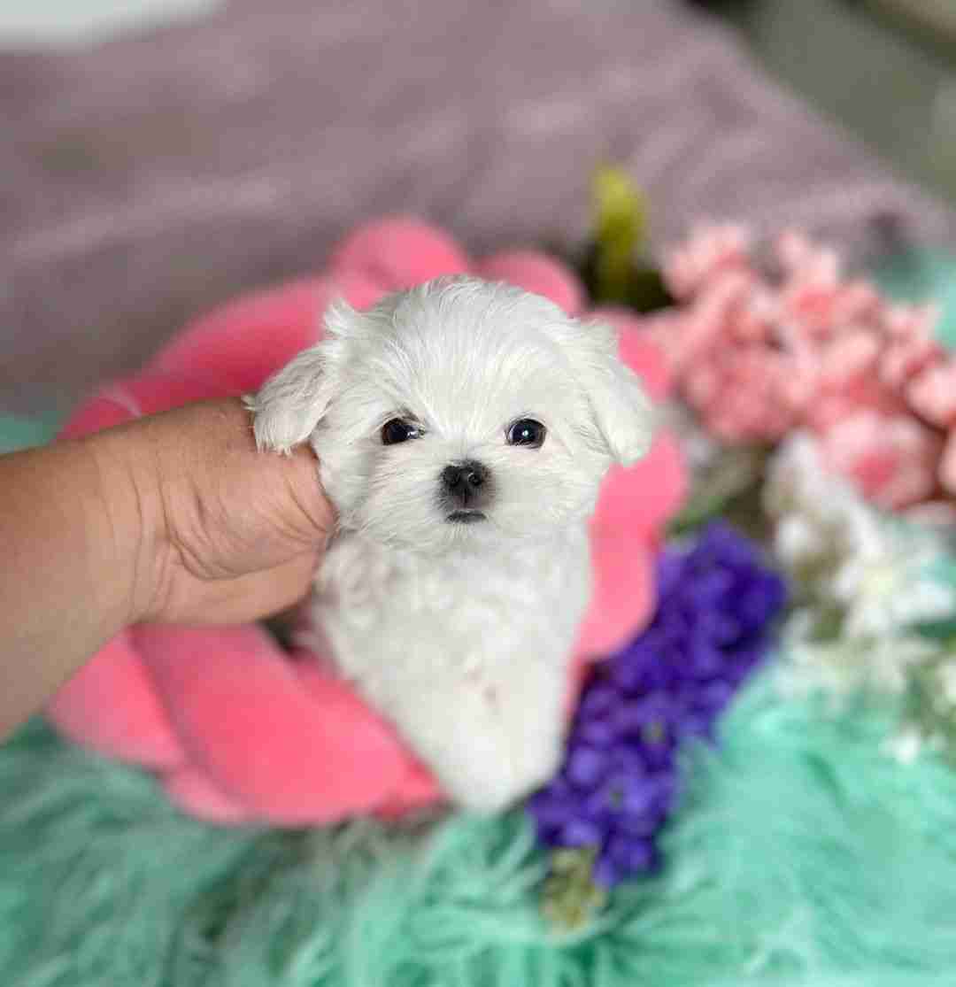 A side-profile view of a purebred maltese for sale, showcasing its level topline, high tail carriage, and silken white hair. The image is designed to show the "typey" breed characteristics that distinguish a purebred maltese for sale at MFS from lower-quality mixed breeds.
