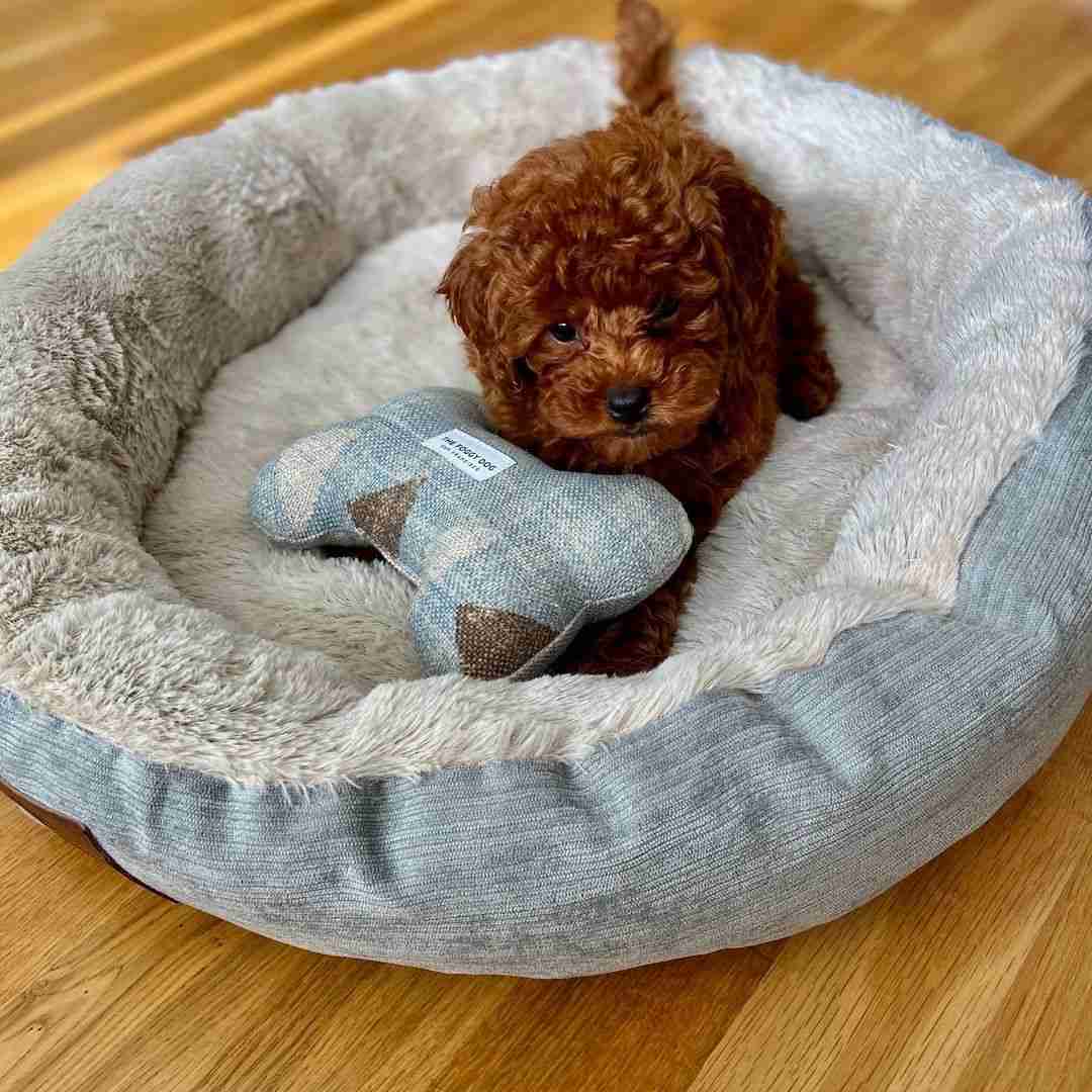 Red Maltipoos for sale Vici social butterfly people loving personality therapy dog ESA emotional support candidate deep red Toy female $1,300 MFS