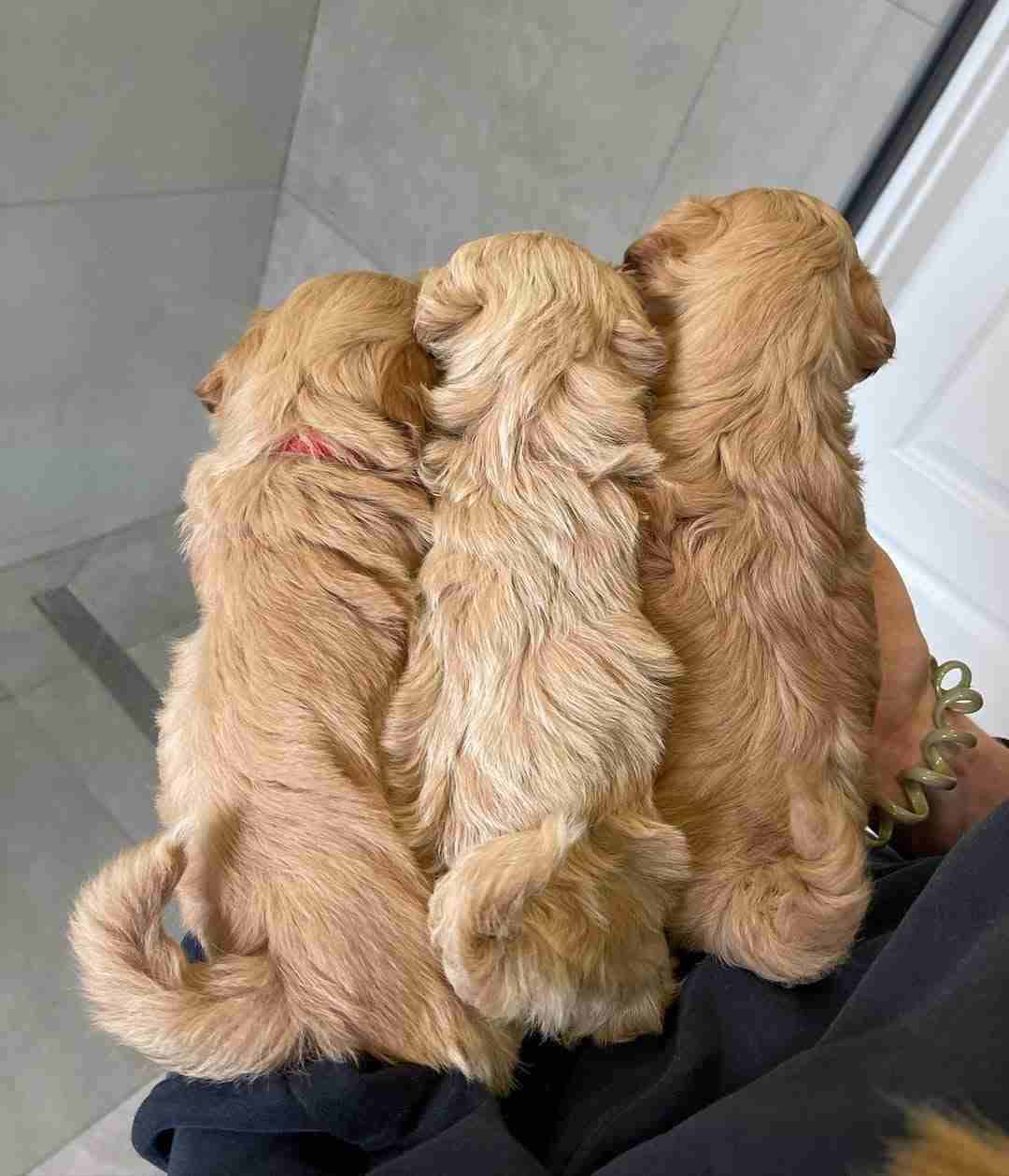 A 75% Maltese 25% Toy Poodle puppy, known as a reverse F1b Maltipoo, available for delivery to Virginia Beach, VA.