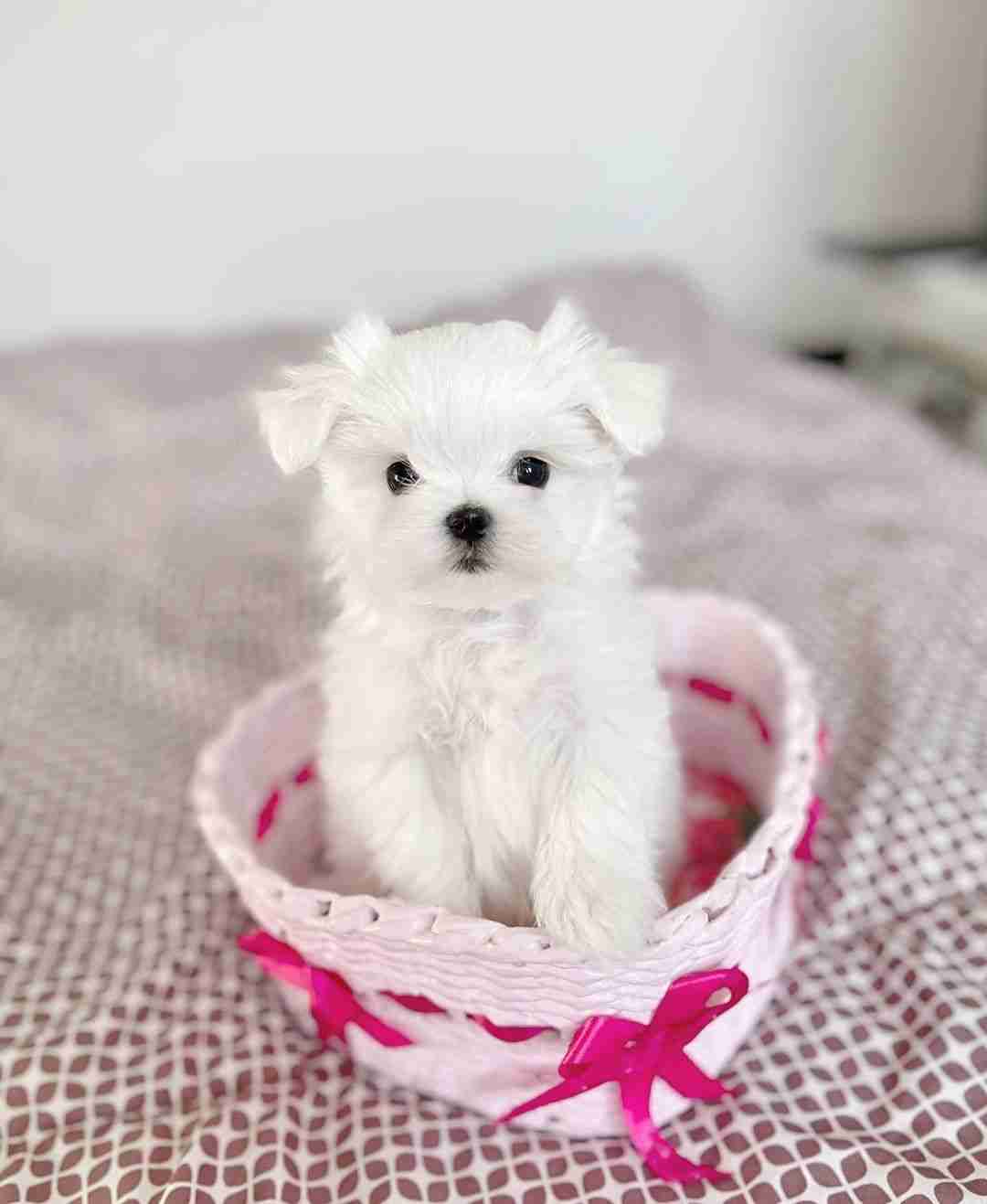 A pristine photo of small white Maltese puppies for sale, featuring a puppy with perfectly groomed, snow-white fur and zero tear staining. This image emphasizes the "high-end" look of the MFS line, showing why our small white Maltese puppies sale is the top choice for discerning luxury buyers.