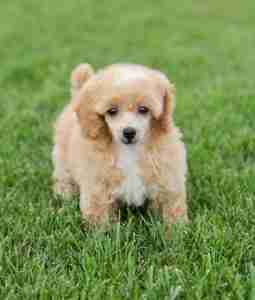 A rare cream-and-white Teacup and Toy Maltipoo Sire standing in lush green grass, showcasing the dainty size and unique bi-color coat patterns available in our smallest, most exclusive litters.