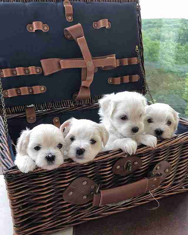 A group photo of Teacup Maltese Dogs For Sale, showing four tiny white puppies with massive "doll-face" eyes and short muzzles. These puppies are sitting in a luxury wicker basket, highlighting their small 5lb adult charting size and their status as premium lap dogs.