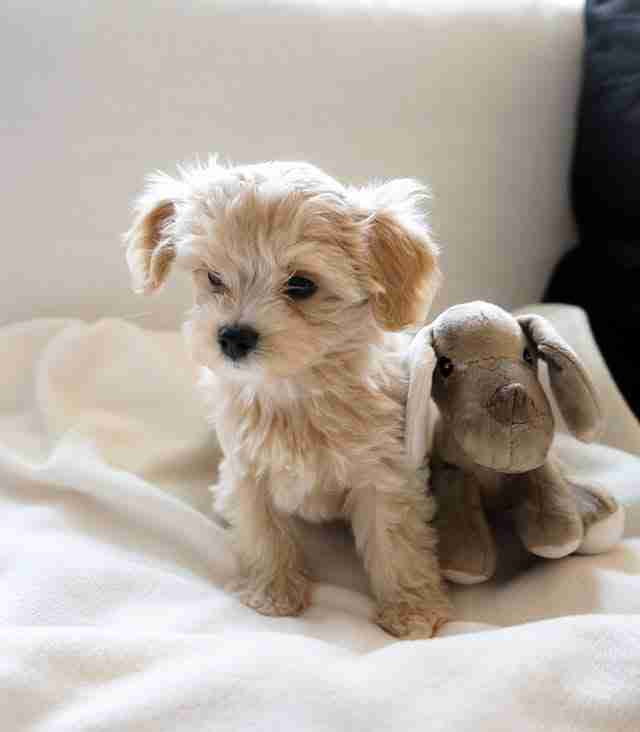 Tiny puppies for sale Lori micro Maltipoo size reference 2.8-3.7 lbs fits in hand palm-sized teacup female showing actual tiny teacup Maltipoo for sale scale comparison