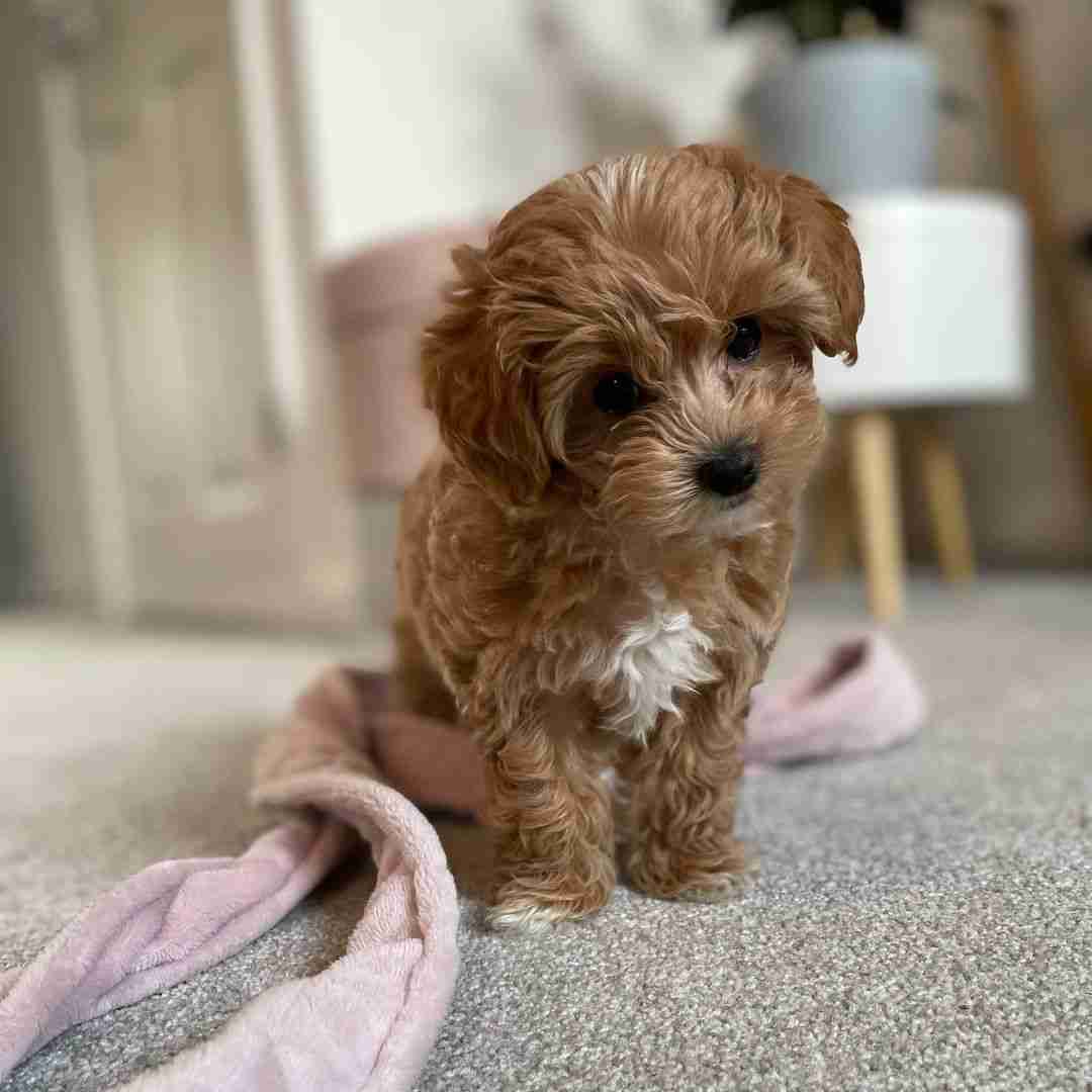 Toy Maltipoo puppy for sale Ella Goldilocks size 5.4-8.0 lbs teacup portability Toy sturdiness best of both worlds dark apricot female $1,300