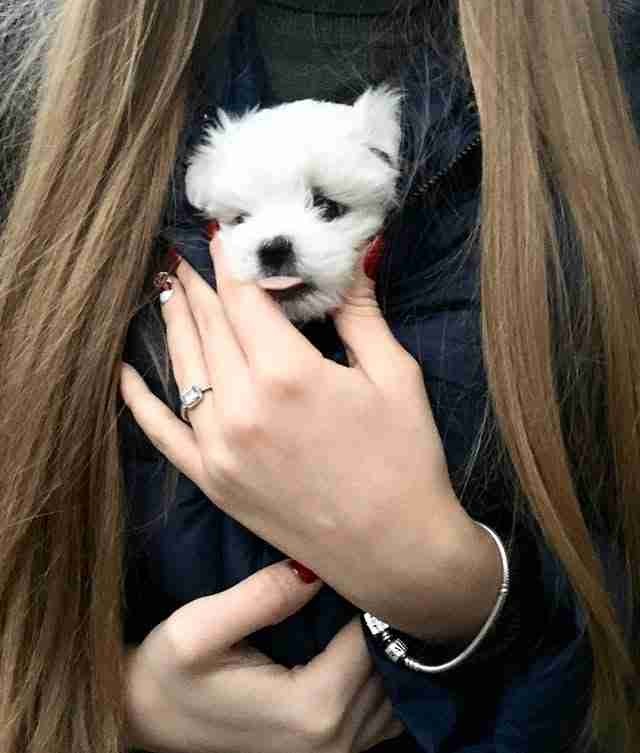 A heartwarming photo of a healthy, adult white Maltese named Bella, owned by a verified MFS Maltese customer in Arizona. The image highlights the long-term health and pristine white coat of a purebred Maltese purchased from the Magee family, serving as proof of the legitimacy and quality of our AKC-registered puppies compared to common online puppy scams.