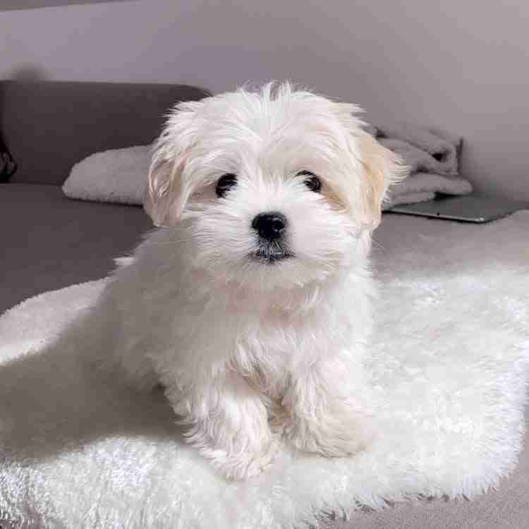 White Maltipoo for sale Mike all white Maltipoo micro doodle for sale male 2.4-3.3 lbs white maltipoo price $1,700 Maltese poodle white Embark DNA tested MFS Omaha breeder nationwide shipping